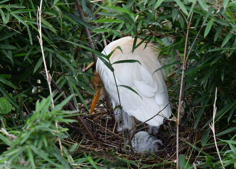 アマサギ7436