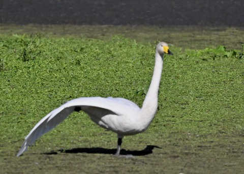 オオハクチョウ2781