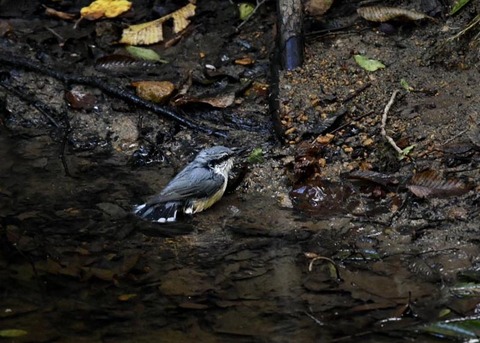 コ゜シ゜ュウカラ7705