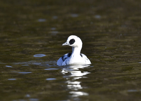 ミコアイサ♂8705