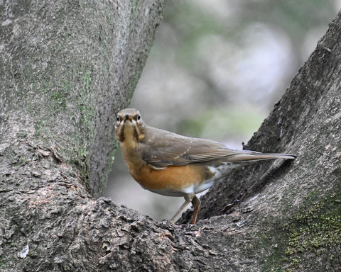 マミチャジナイ4083
