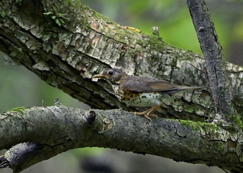 クロツグミ♀幼鳥4767