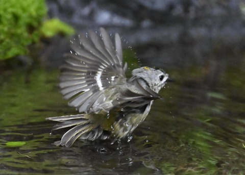 キクイタダキ♂0963