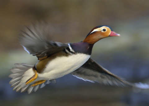 飛ぶ・オシドリ♂9880