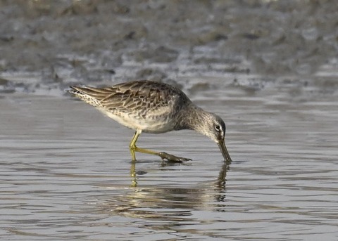 オオハシシギ3665