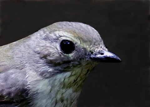 キビタキ♀5001