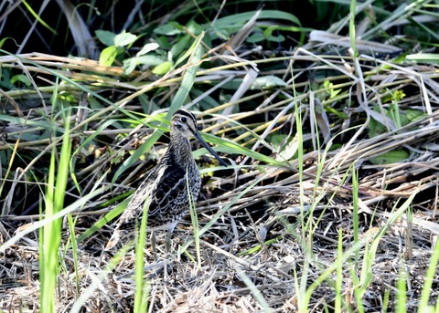 チュウジシギ0178