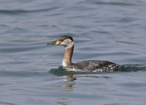 ｱｶｴﾘｶｲﾂﾌﾞﾘ8410
