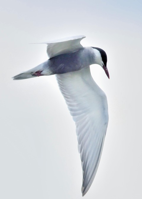 クロハラアジサシ9448