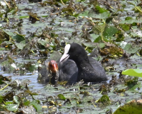 オオバンの親子6521