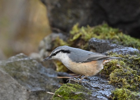 ゴジュウカラ9287