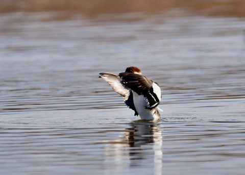 ミコアイサ♀8962