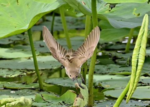 オオヨシキリ1386