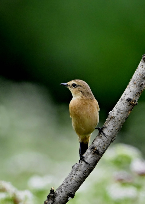 ノビタキ♀6816
