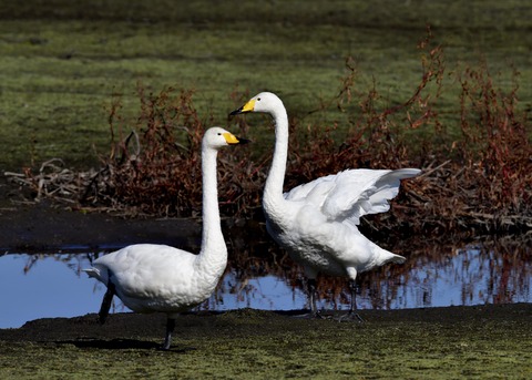 オオハクチョウ7958