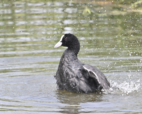 オオバンの水浴び7304