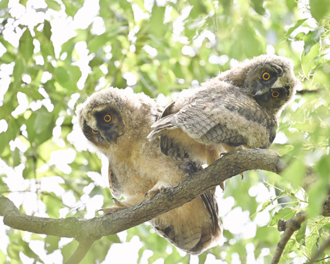トラフズクの雛②3291