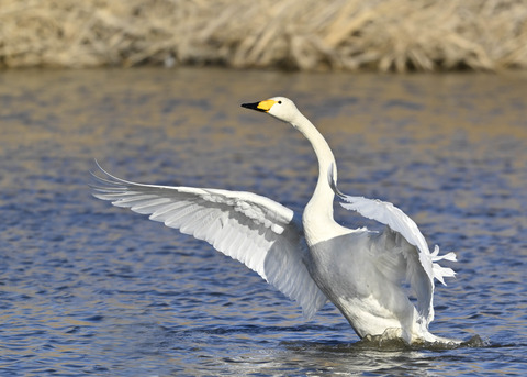 オオハクチョウ7670