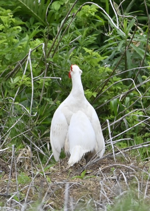 キジ♂白化1627
