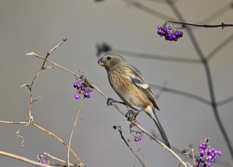 ベニマシコ♀0967