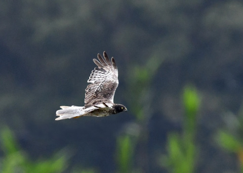 ズグロチュウヒ3480