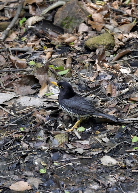 クロツグミ♂6014