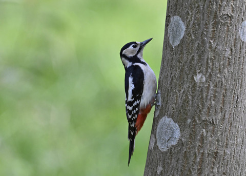 アカゲラ♀5139