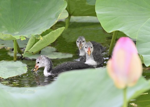 オオバンのヒナ6068