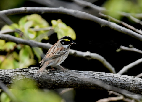 キマユホオジロ♂1703