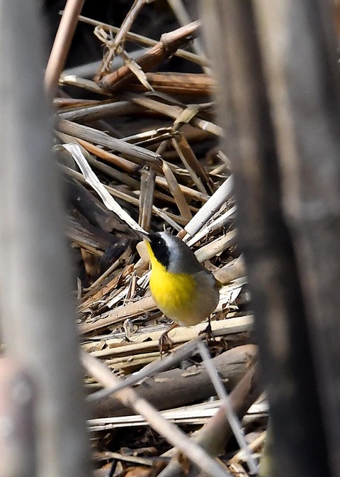 カオグロアメリカムシクイ7086-01