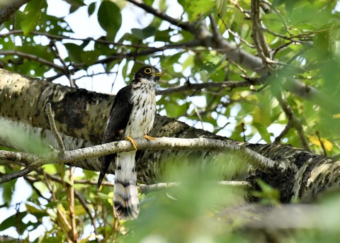 ジュウイチ幼鳥2890