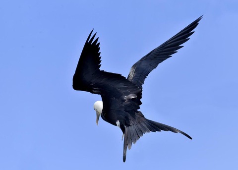 オオグンカンドリB4069