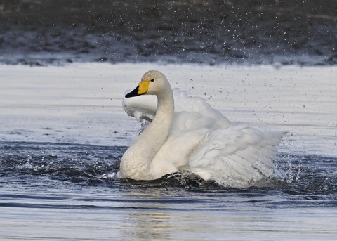オオハクチョウ4031