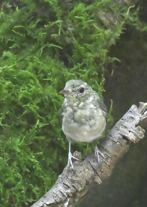 オオルリ♀5140