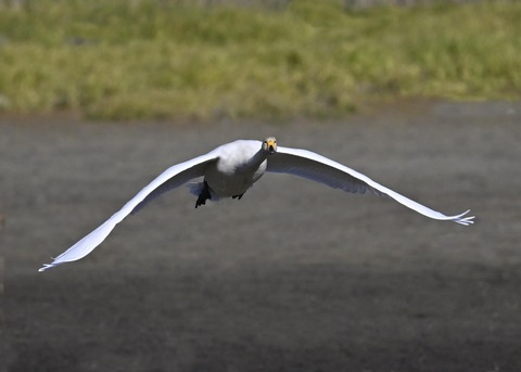 オオハクチョウ4051