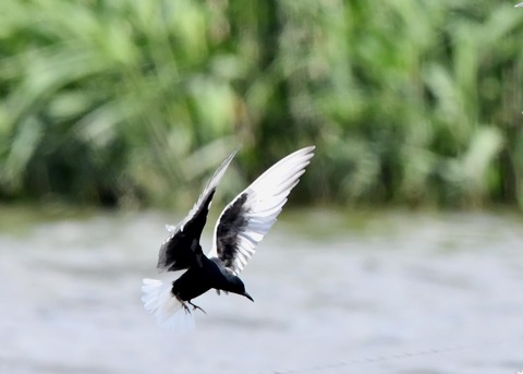 ハジロクロハラアジサシ0112