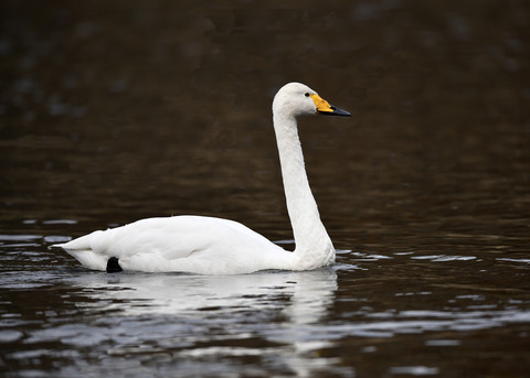 オオハクチョウ7580