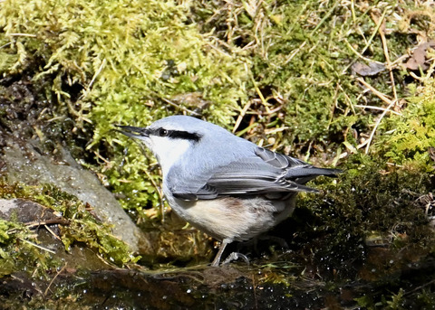 ゴジュウカラ8586