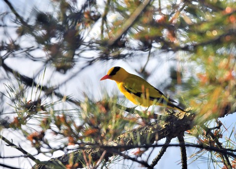 コウライウグイス2742