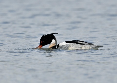 ウミアイサ♂6575