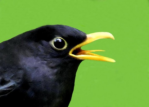 クロツグミ♂2001