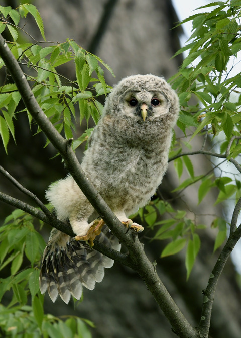 フクロウのヒナ②9648