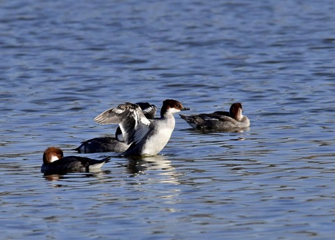 ミコアイサ♀0877