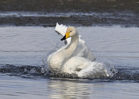オオハクチョウ3948
