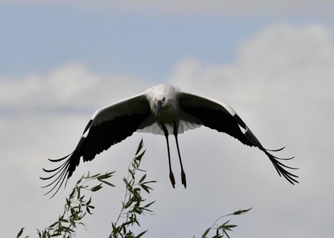 飛ぶ・コウノトリ3078