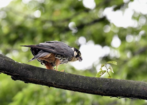 チゴハヤブサ3389