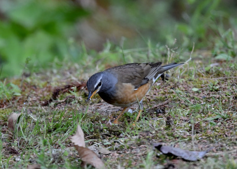 マミチャジナイ♂1234