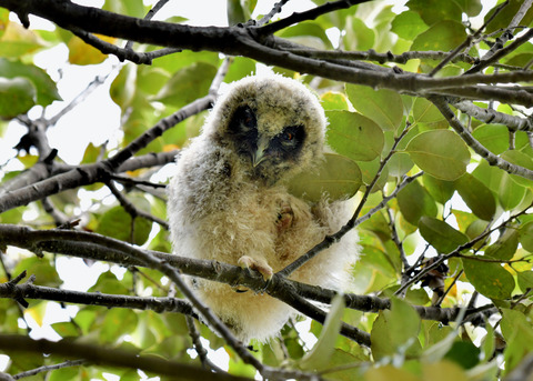 トラフズクのヒナ⑤8235