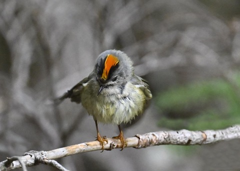 キクイタダキ♂2305