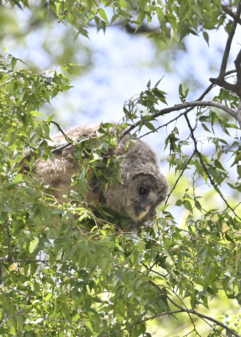 フクロウのヒナ7482